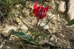 Tulipa