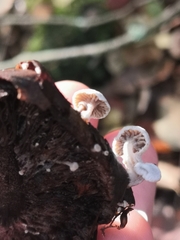 Asterophora parasitica
