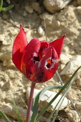 Tulipa