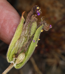 Mirabilis multiflora glandulosa