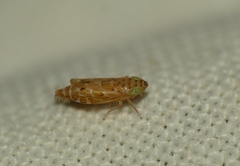 Errastunus ocellaris