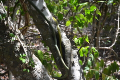 Philothamnus punctatus