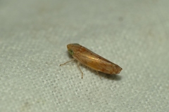 Synophropsis lauri