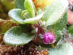 Thymus praecox britannicus