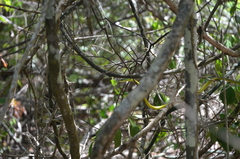 Philothamnus punctatus