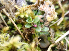 Thymus praecox britannicus