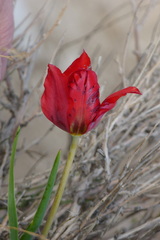 Tulipa