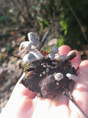 Asterophora parasitica