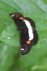 Paramimus stigma