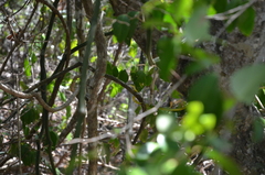 Philothamnus punctatus