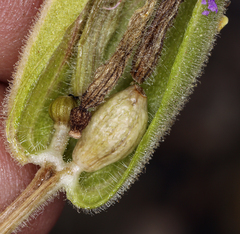 Mirabilis multiflora glandulosa