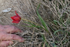 Tulipa