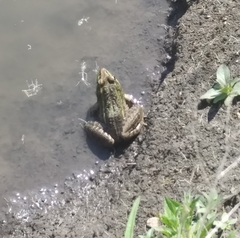 Lithobates neovolcanicus