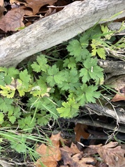 Ranunculus hispidus