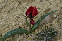 Tulipa
