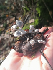 Asterophora parasitica