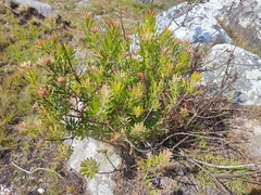 Leucospermum saxosum image