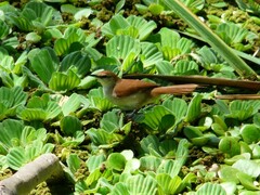 Certhiaxis cinnamomeus