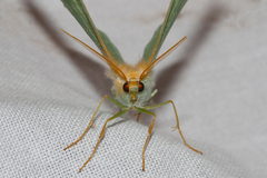 Geometra papilionaria