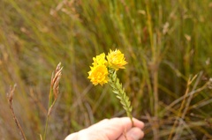 Lachnaea aurea