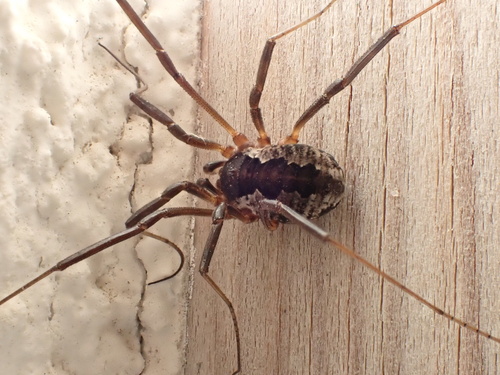 Saddleback Harvestman, Snæfellsjökull National Park, Snæfellsbær, Western Region, IS, photo 8 of 10