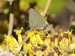 Allosmaitia strophius