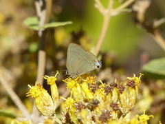 Allosmaitia strophius