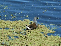 Porphyriops melanops