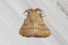 Malacosoma neustria