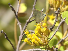 Allosmaitia strophius