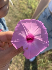 Ipomoea cordatotriloba