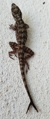 Anolis distichus