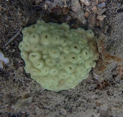 Palythoa
