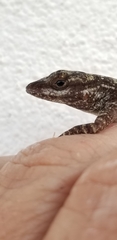 Anolis distichus