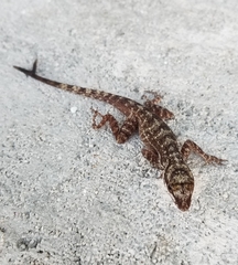 Anolis distichus
