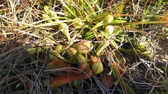 Sarracenia psittacina