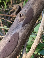 Hypoxylon rubiginosum