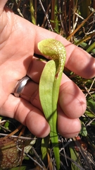 Sarracenia psittacina