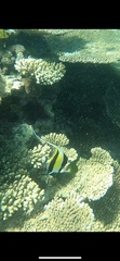 Zanclus cornutus