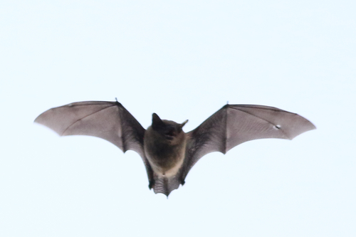 Big Brown Bat photographed in Massachusetts