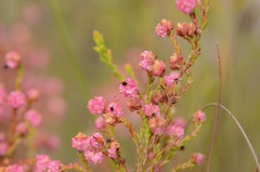 Erica spumosa