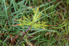 Cyperus meyenianus