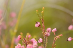 Erica spumosa