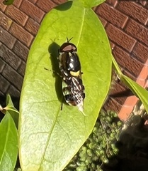 Odontomyia hunteri