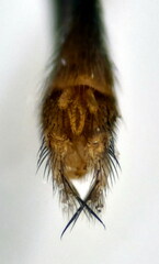 Exechia seriata