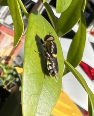 Odontomyia hunteri