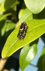 Odontomyia hunteri