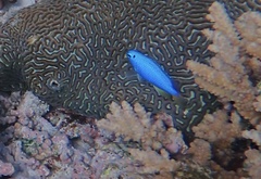 Pomacentrus coelestis