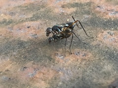 Taeniaptera trivittata