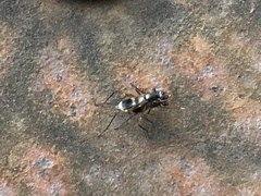 Taeniaptera trivittata